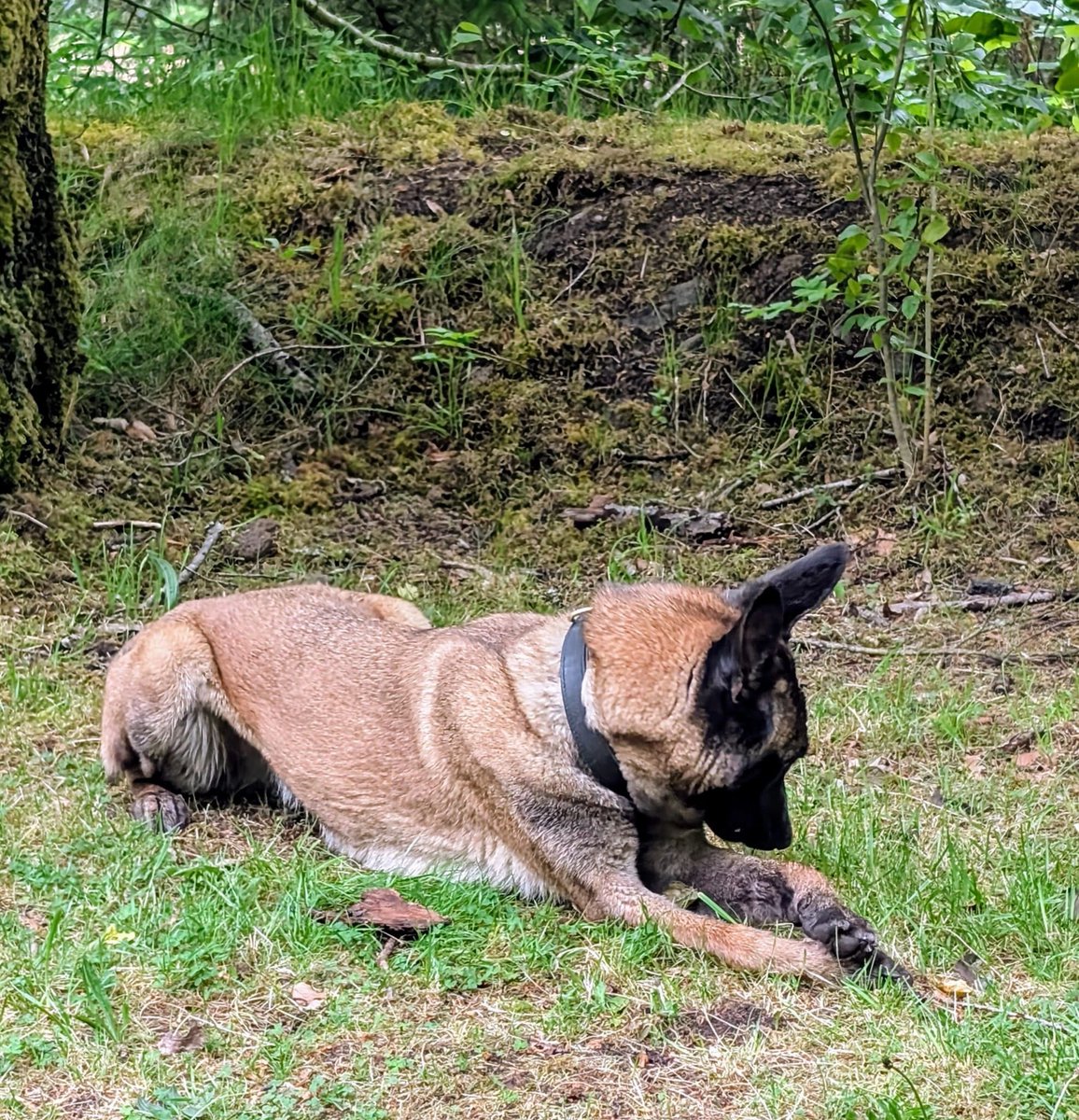 H2RScotland's tweet photo. Koda was cruelly abandoned by her previous owner, like a piece of trash. They didn’t want her back. Thankfully she’s fine now, being cared for and will be spayed this week too! Based in Scotland, good with kids and other dogs - can you please share to help her find a home? https://t.co/AnAS3N67x2