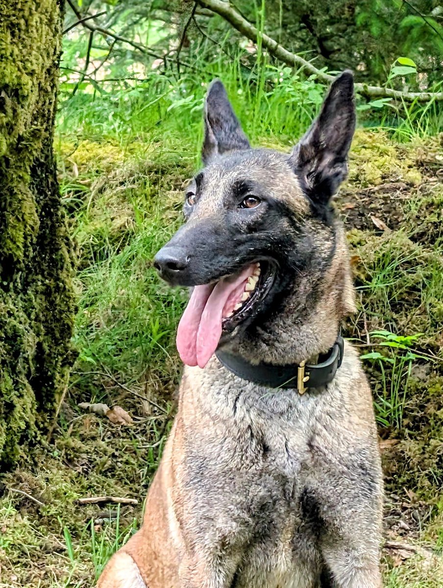 Koda was cruelly abandoned by her previous owner, like a piece of trash. They didn’t want her back. Thankfully she’s fine now, being cared for and will be spayed this week too! Based in Scotland, good with kids and other dogs - can you please share to help her find a home?