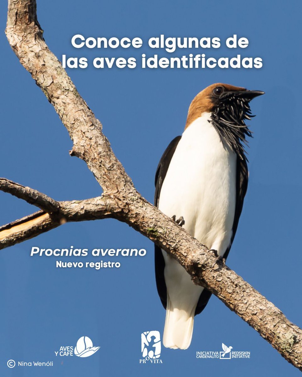 ¡Finalizamos el muestreo de aves con un total de 272 especies!🐦
Y la sorpresa para nosotros fue…🥁🥁🥁

¡25 especies son nuevas en nuestros registros! Continúa creciendo el número de aves que estudiamos en estos hábitats. Ya van un total de 341.✨

Entre ellas, queremos