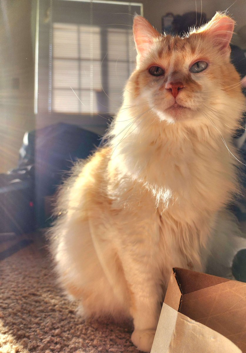 My cat Ramsay passed away suddenly and unexpectedly while I was gone visiting family, so I wanted to make this as sort of a closure. He was one of the silliest, sweetest cats I've ever met, and I'm going to miss him with all my heart. If you have a pet, please go hug them 🤍