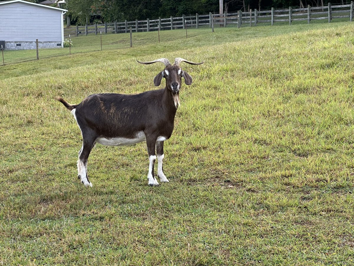 elisa_comer's tweet photo. Just some random happiness from the farm -
and yes, I really do think “that” about his tractor 😉❤️❤️
#Sjogrens
#FarmChick
#GoatMom
#NeuroX
#RheumX https://t.co/6XC0WAjj0A