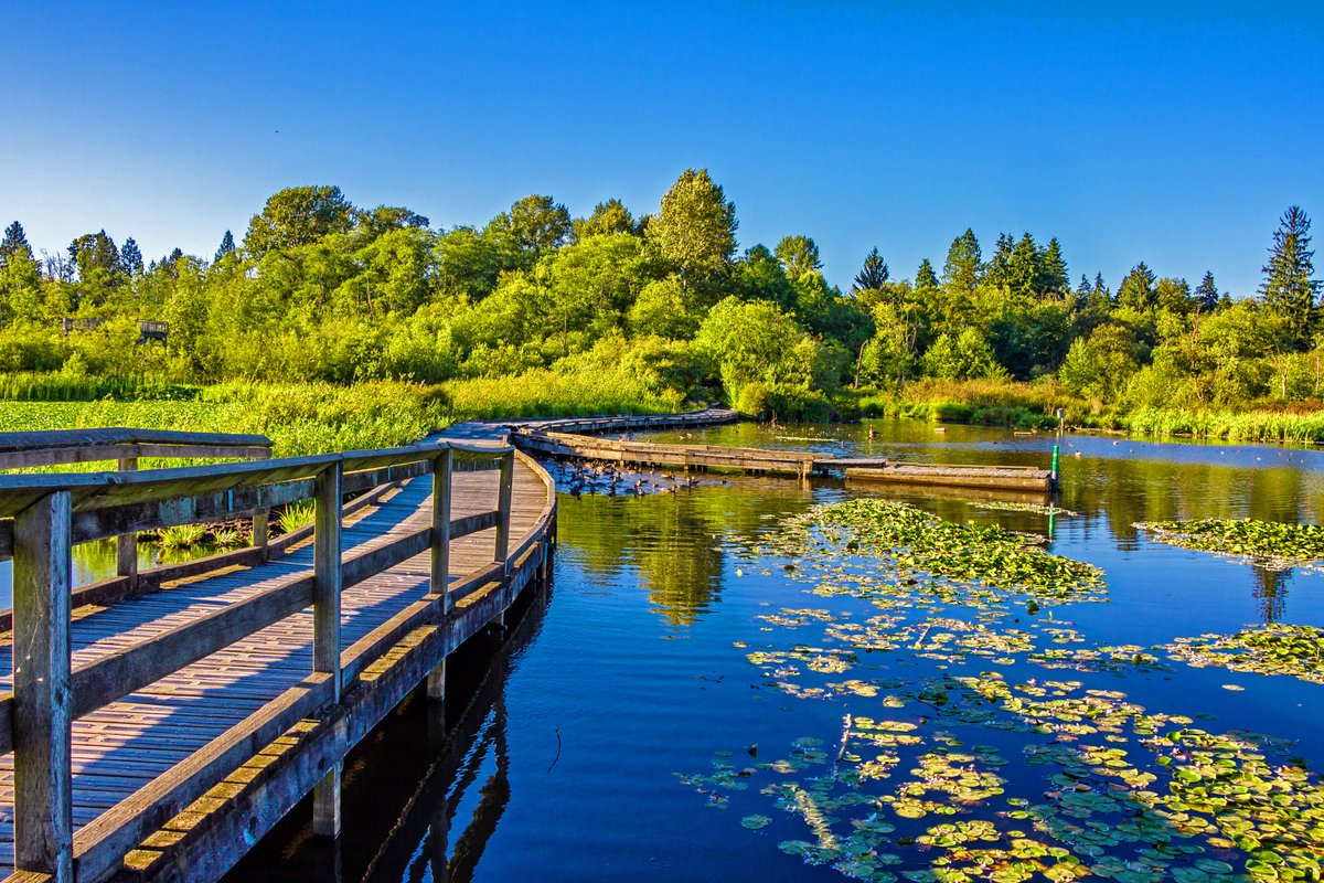 Studying in Burnaby is about more than just books; it’s about discovering local gems like Burnaby Lake!

This 10km trail circles the largest lake in the Lower Mainland, offering beautiful views, wildlife spotting, and a peaceful break from city life.