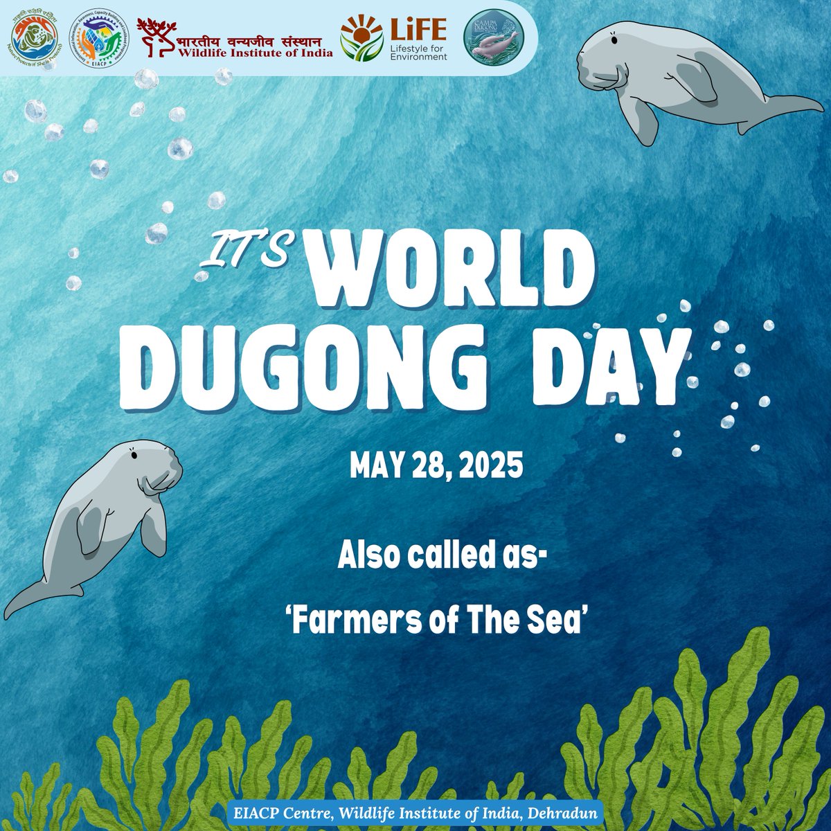 wii_eiacp's tweet photo. 🌊Celebrating World Dugong Day 2025!
Let’s protect these gentle “sea cows” and their vital seagrass habitats.
📊🪸🌱
#WorldDugongDay #SaveDugongs #SeagrassMatters #MarineConservation https://t.co/CWUGiHgy4U
