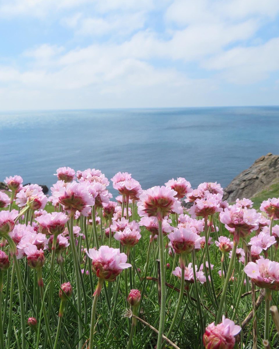 Couldn’t resist a few more photos of the sea pinks 🤩 #seapinks #thrift #wildflowers #wildflower #coast #cornishcoast #cornwall #kernow