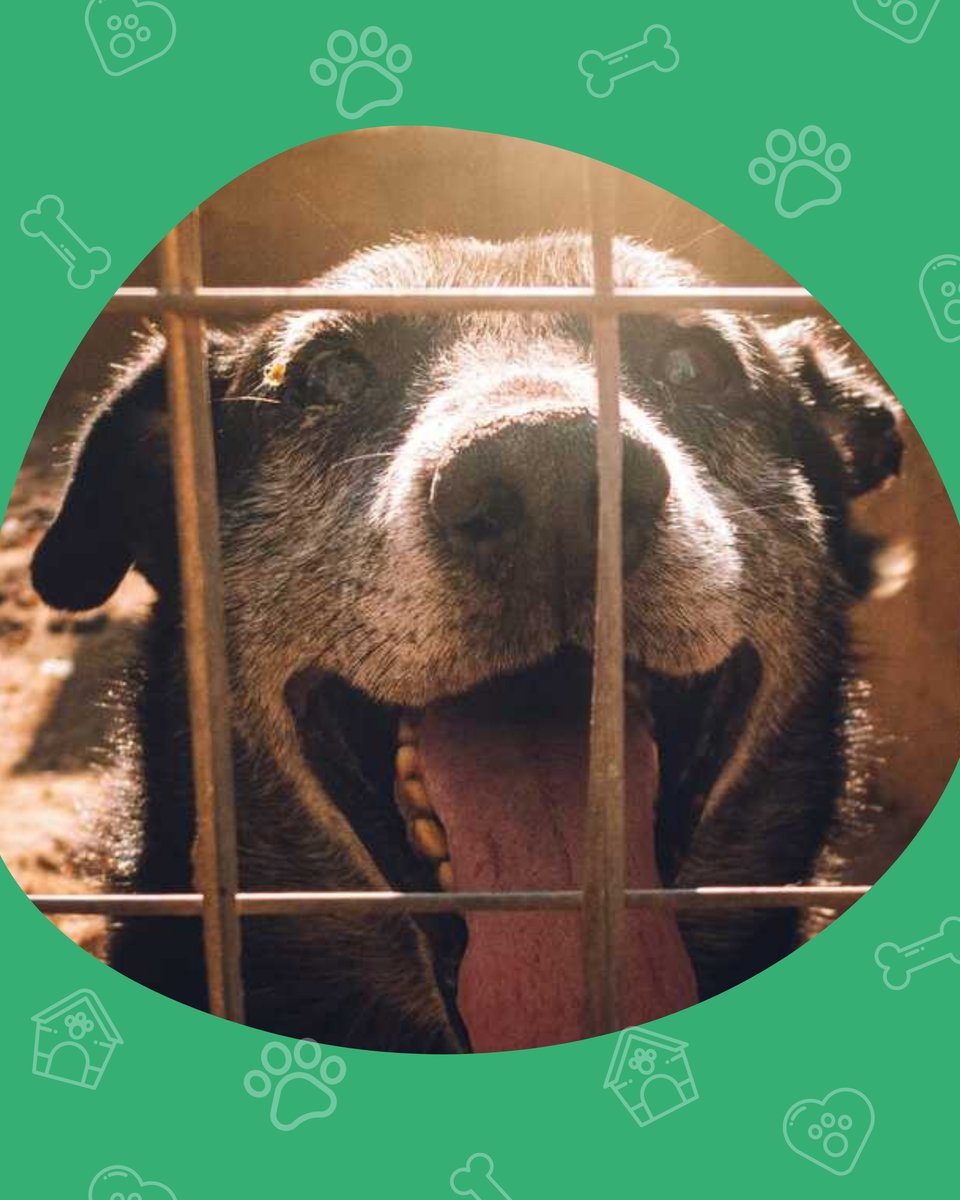 El Refugio tweet media