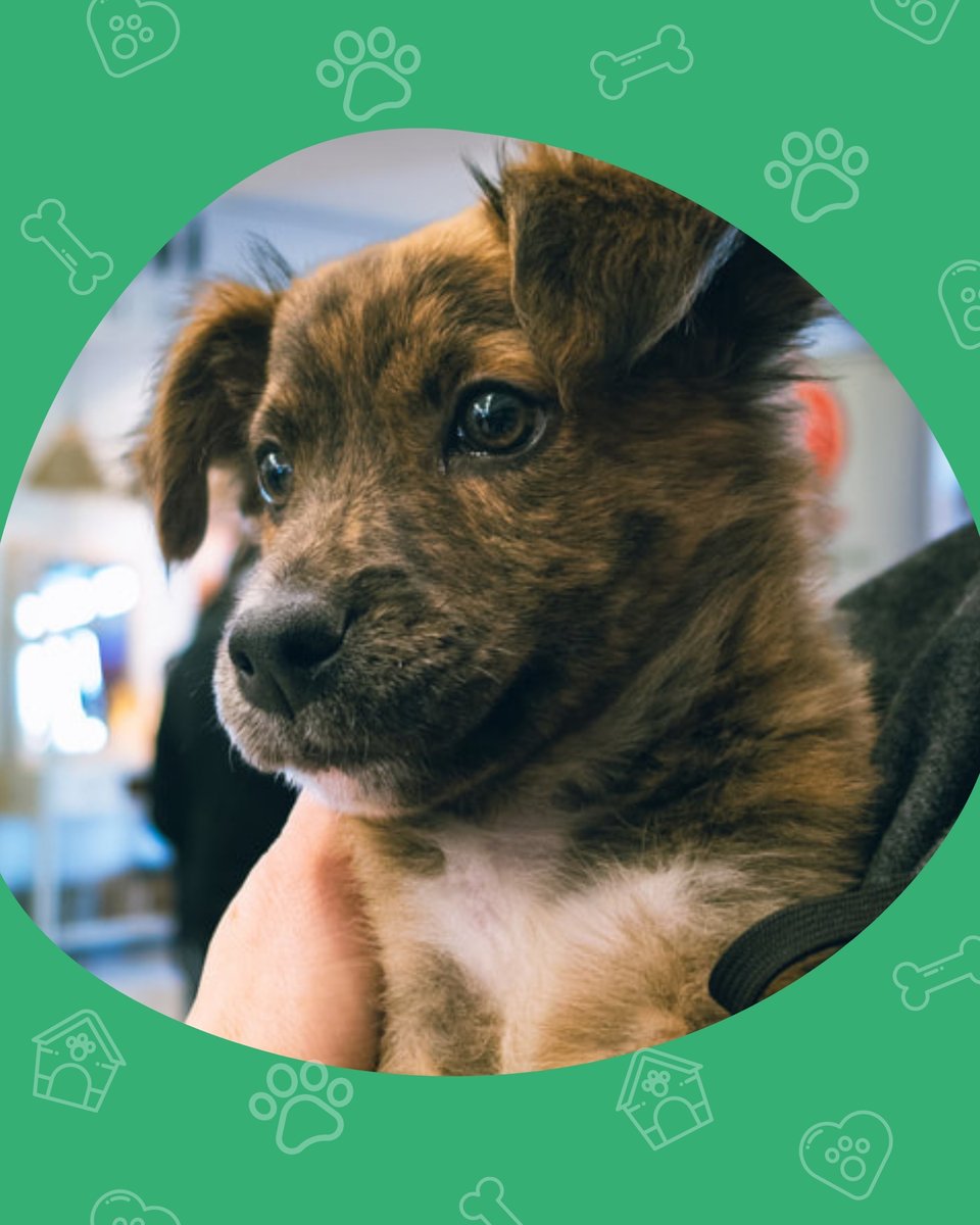 El Refugio tweet media