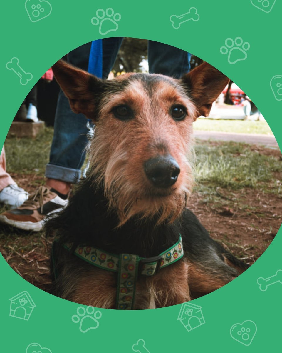 El Refugio tweet media