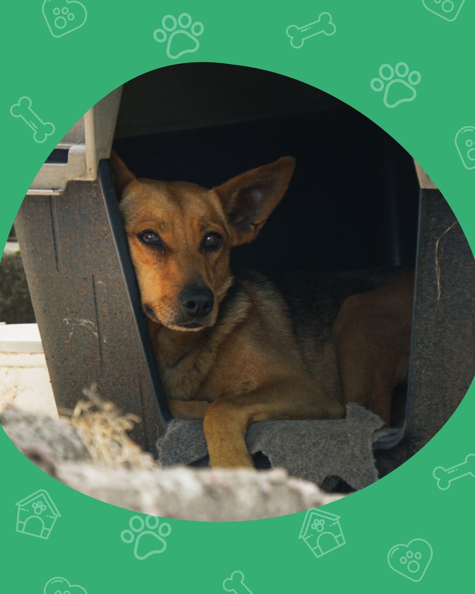 El Refugio tweet media