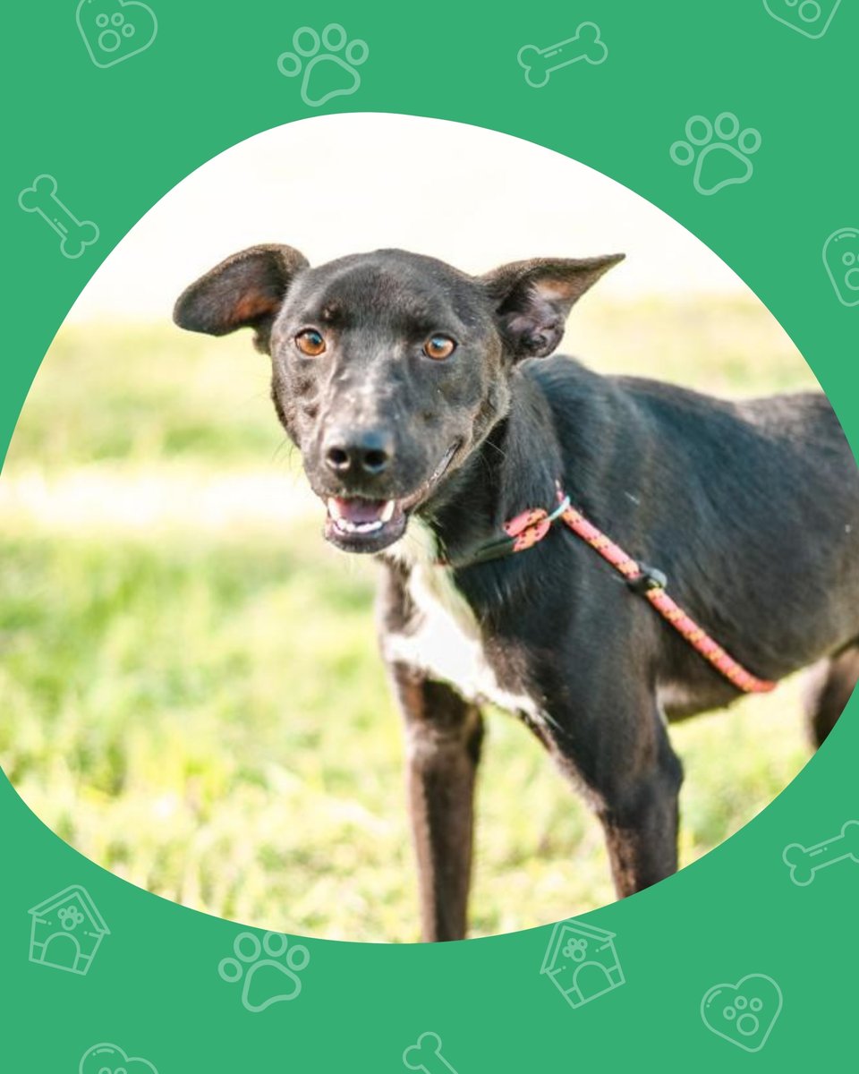 El Refugio tweet media