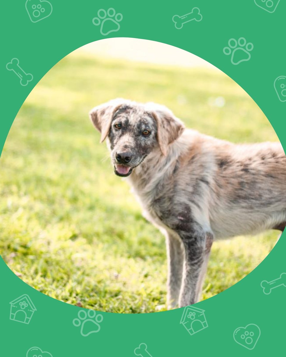 El Refugio tweet media