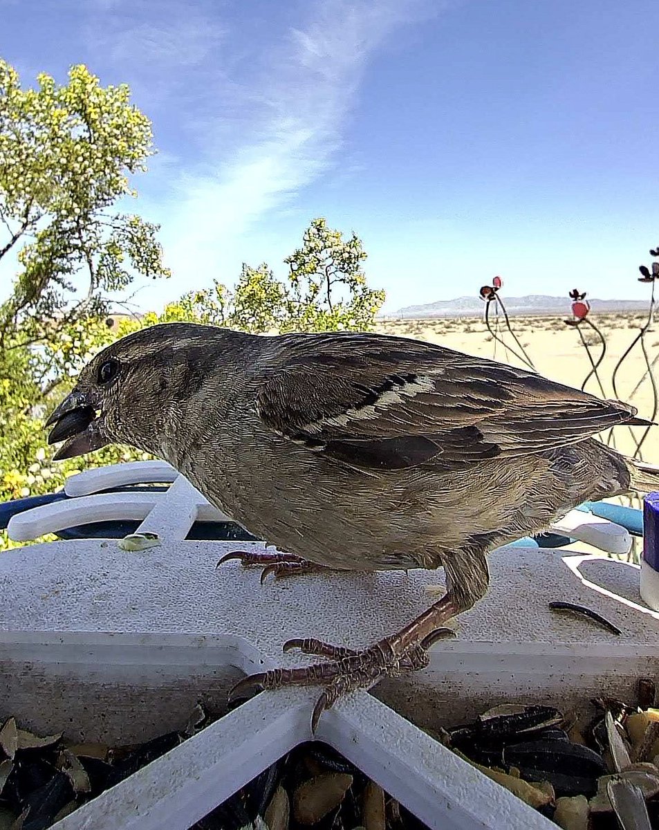 ronnieruff's tweet image. How&apos;s about a #timelinecleanse ?
Birds having lunch.