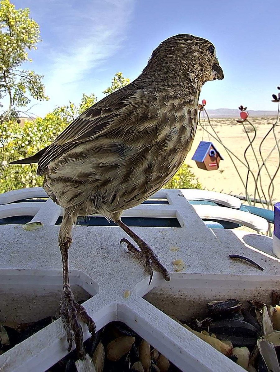 ronnieruff's tweet image. How&apos;s about a #timelinecleanse ?
Birds having lunch.