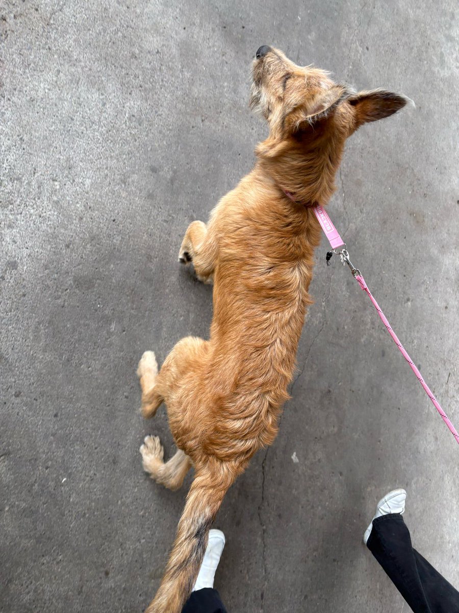 Irlanda Maya tweet media