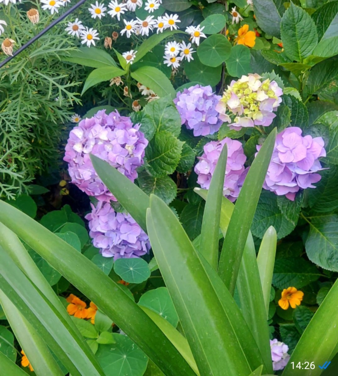 Maria Lea tweet media