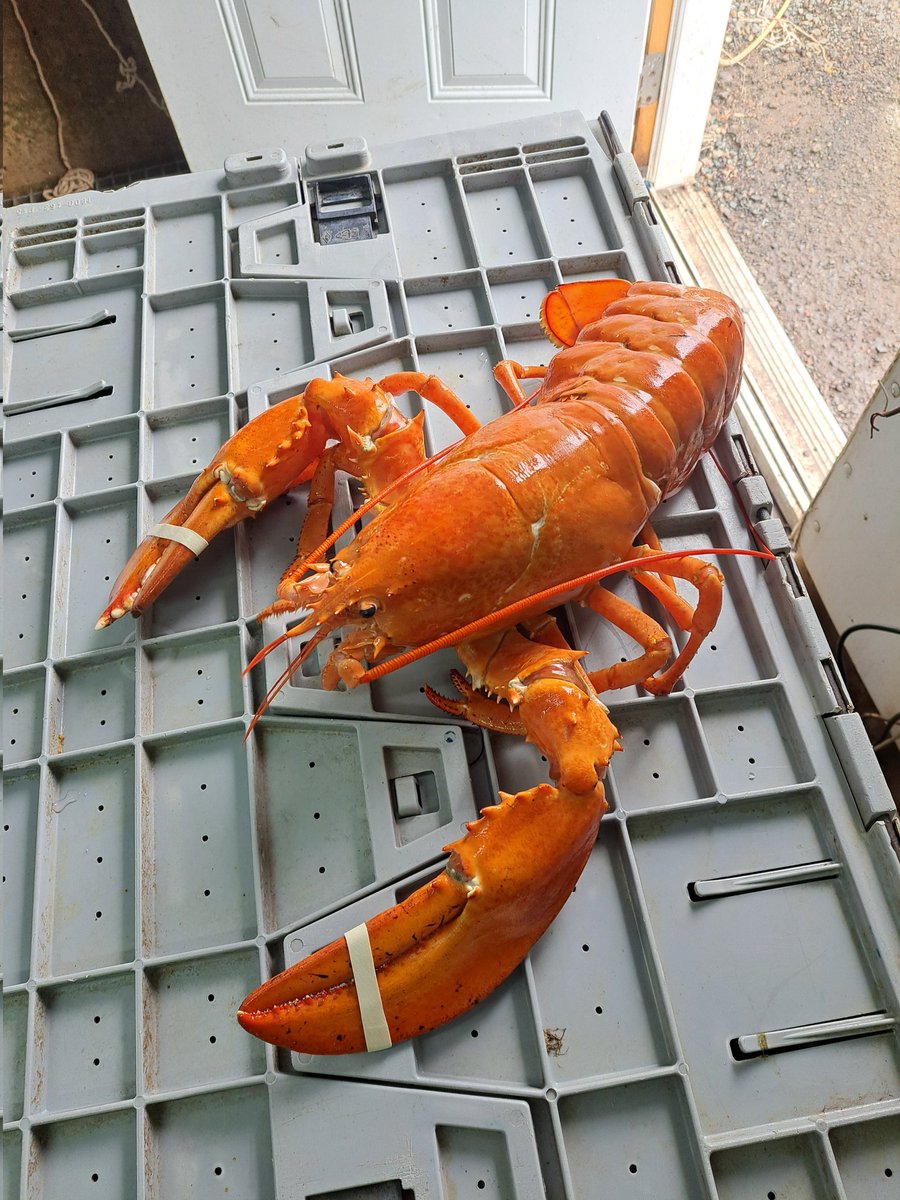 GenesisZer0 tweet media