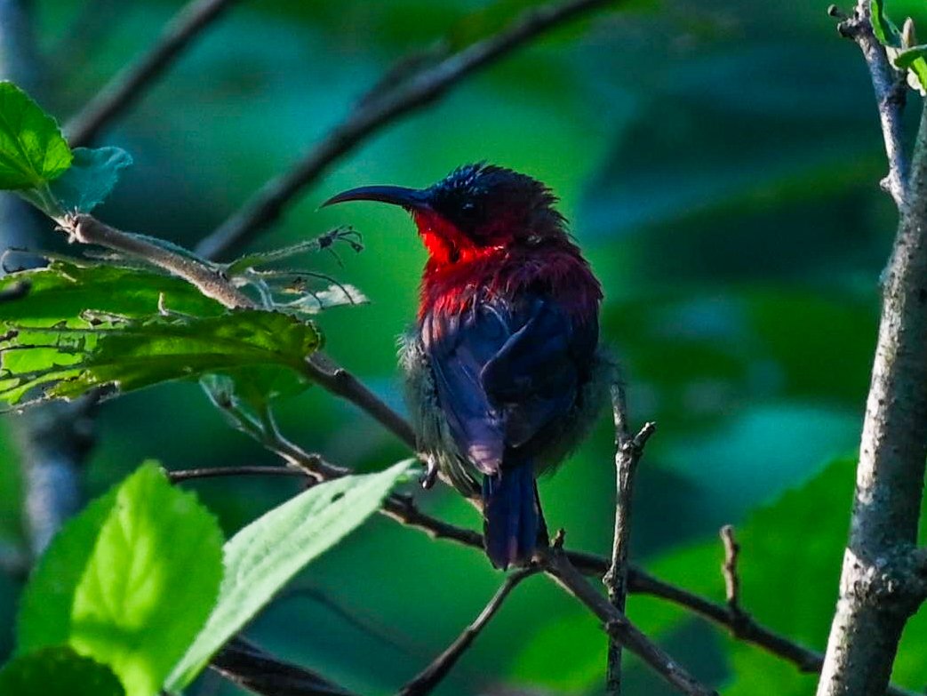 Woodpecker_cent's tweet photo. Crimson Sunbird (Aethopyga siparaja seheriae) male. Jhilmil Jheel, Haridwar - September 2023.
#IndiAves #channel169 #ThePhotoHour
#birdsofhimalayas #birdsoftheworld #birdwatching #BBCWildlifePOTD #wildlifephotography #birdsofindia #natgeoyourshot #niffeature2025 #nikon #nature https://t.co/LEdQe2kAAI