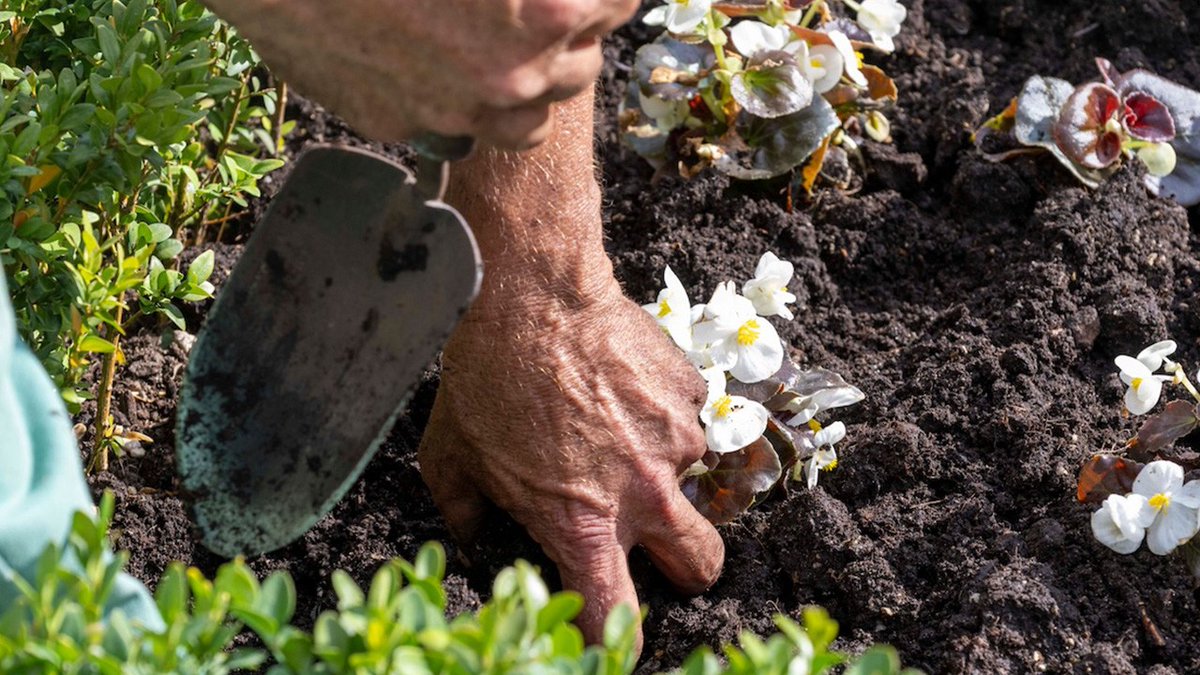 Se ha completado el escudo floral del Papa León XIV en los Jardines Vaticanos, en la ladera que se extiende frente al Palacio de la Gobernación del Estado de la Ciudad del Vaticano y que desciende hacia el ábside de la Basílica de San Pedro.
vaticannews.va/es/vaticano/ne…