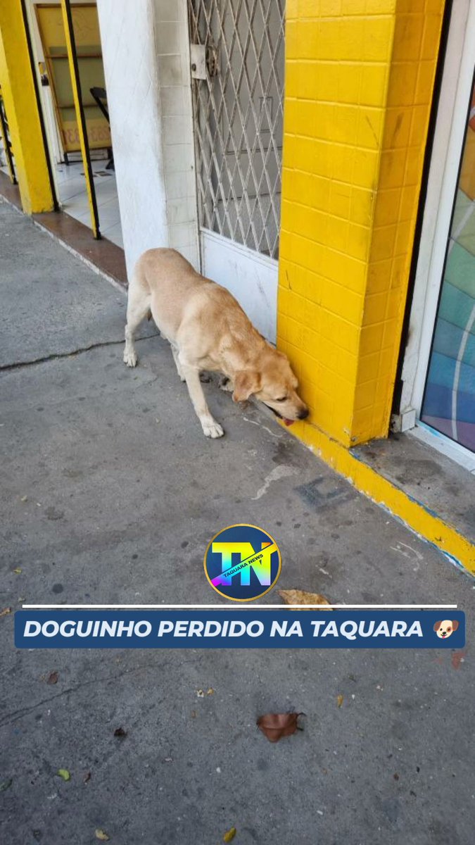 DOGUINHO PERDIDO NA TAQUARA 🐶

Nesta quarta-feira, um cachorrinho foi visto aparentemente perdido na Estrada do Tindiba, altura do 918.

Ele estava andando do Prezunic do Pechincha em direção a Taquara. Está bem cuidado, grande, bonito e dócil.