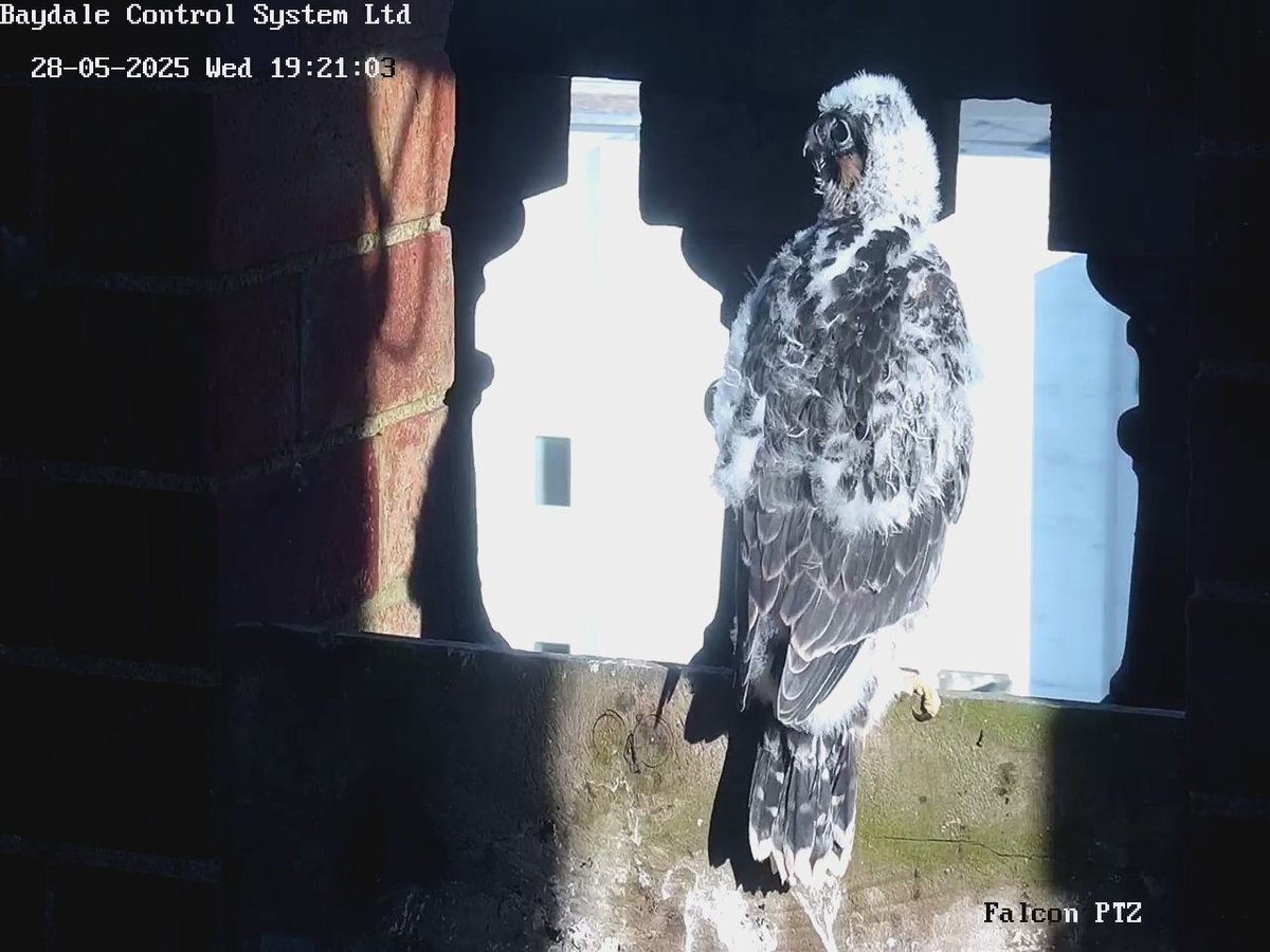 Of all the boards to pick...he goes for the one with the biggest drop 🫣🫣 <a href="/WKWT/">Warwickshire Wildlife Trust</a>