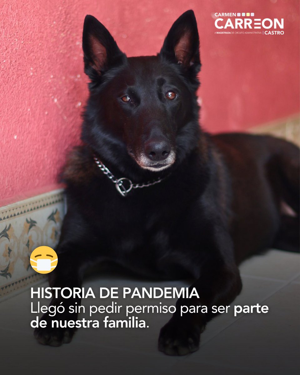 Así como "Fifa", todos los perritos merecen cariño y un hogar. Qué satisfacción es darle una oportunidad a estos seres verdaderamente únicos que estarán agradecidos toda su vida.

Hoy celebramos el Día Mundial del Perro sin Raza. 🐾 #AdoptaNoCompres