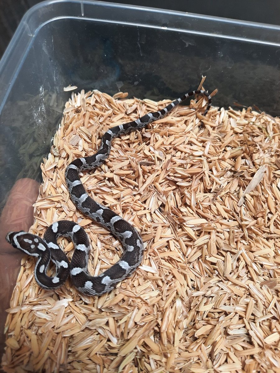 c٥ʷₚͦ៰ᷜ⍳٥ˢ tweet media