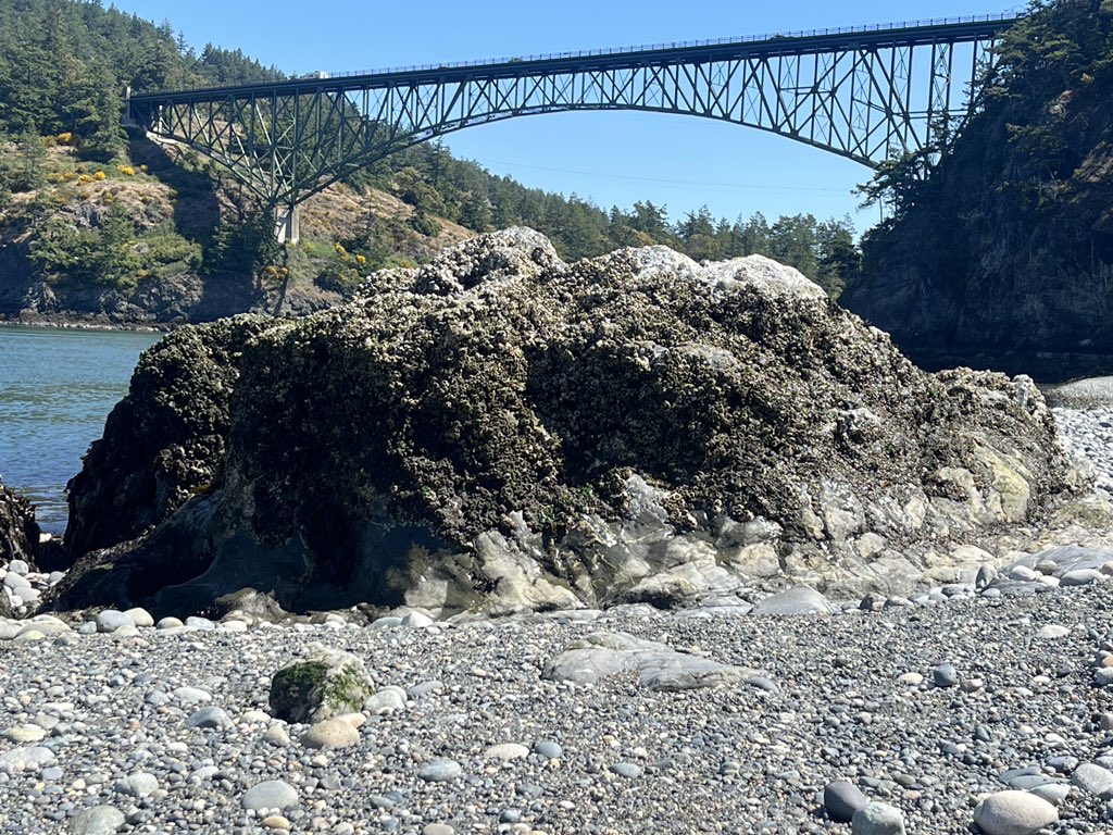 GaryNPeltz's tweet photo. #sonorthwest 
Low tide at Deception Pass https://t.co/rZy7AWoPAH