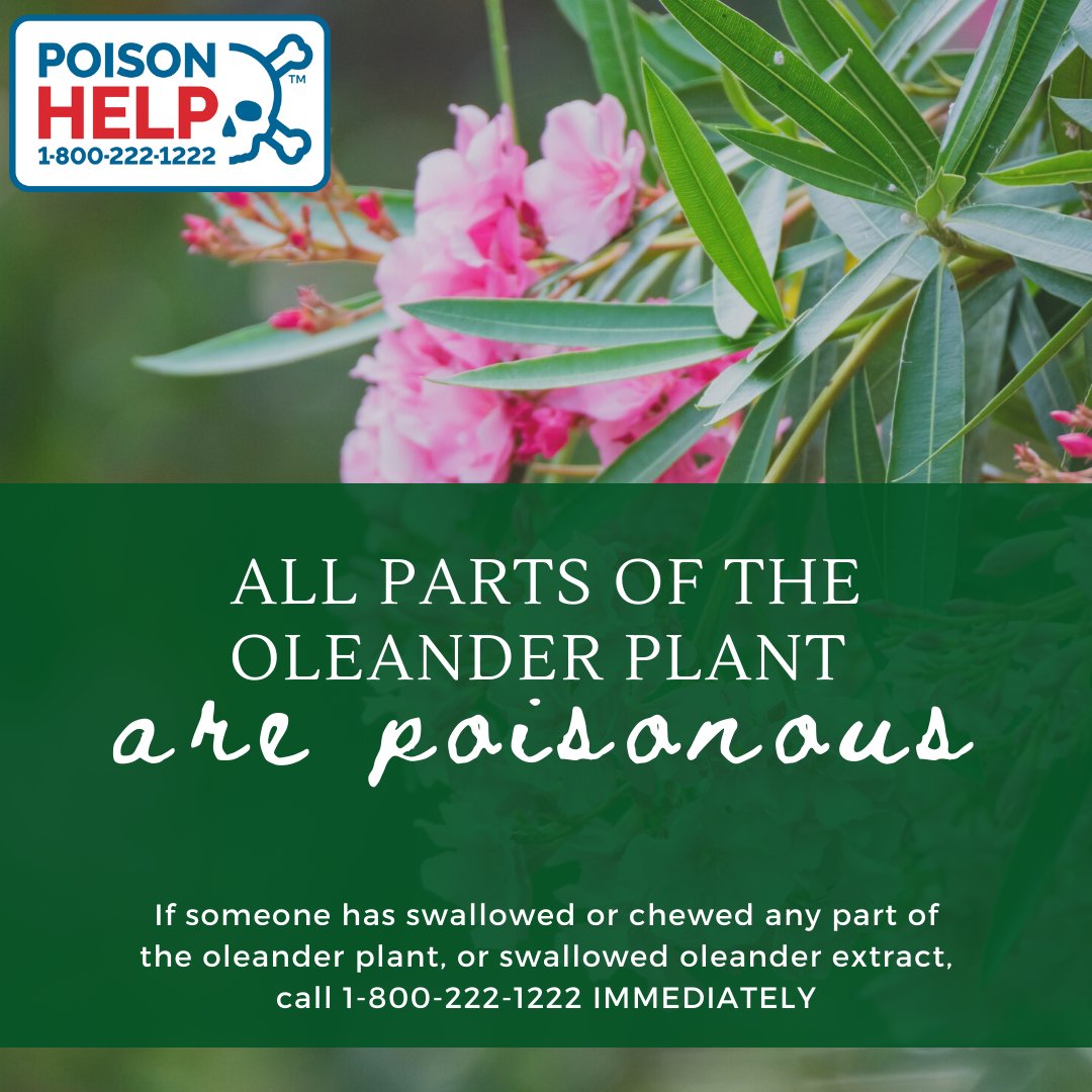 Oleander produces a beautiful and colorful bloom but can be poisonous if eaten. If that occurs, call 1-800-222-1222.🌸
#poisonhelp