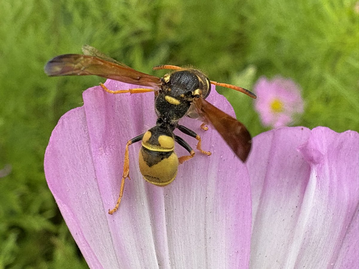 sfbaybees's tweet image. Too cold on my walk to work this morning for bee activity. There was just this sleeping Ancistrocerus tuberculocephalus mason wasp. Not enough of the eponymous antenna curve to be a male but wasps aren’t really my department so not quite sure. 🤔 [Berkeley, CA 5-28-25] #wasps