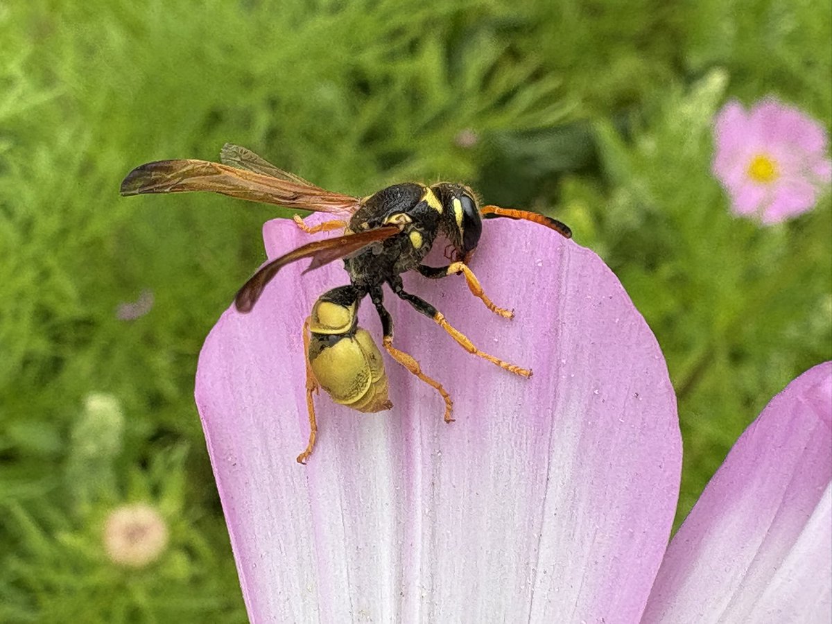 sfbaybees's tweet image. Too cold on my walk to work this morning for bee activity. There was just this sleeping Ancistrocerus tuberculocephalus mason wasp. Not enough of the eponymous antenna curve to be a male but wasps aren’t really my department so not quite sure. 🤔 [Berkeley, CA 5-28-25] #wasps