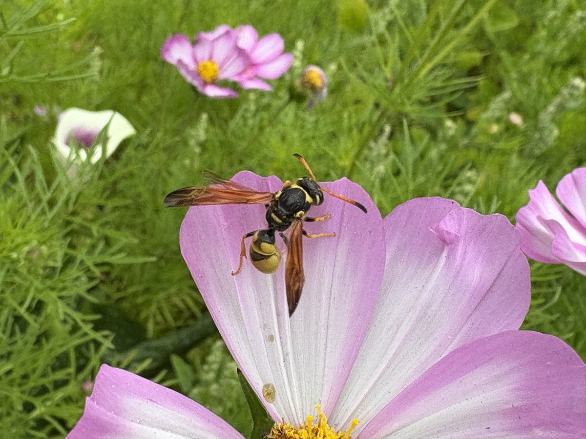 sfbaybees's tweet image. Too cold on my walk to work this morning for bee activity. There was just this sleeping Ancistrocerus tuberculocephalus mason wasp. Not enough of the eponymous antenna curve to be a male but wasps aren’t really my department so not quite sure. 🤔 [Berkeley, CA 5-28-25] #wasps