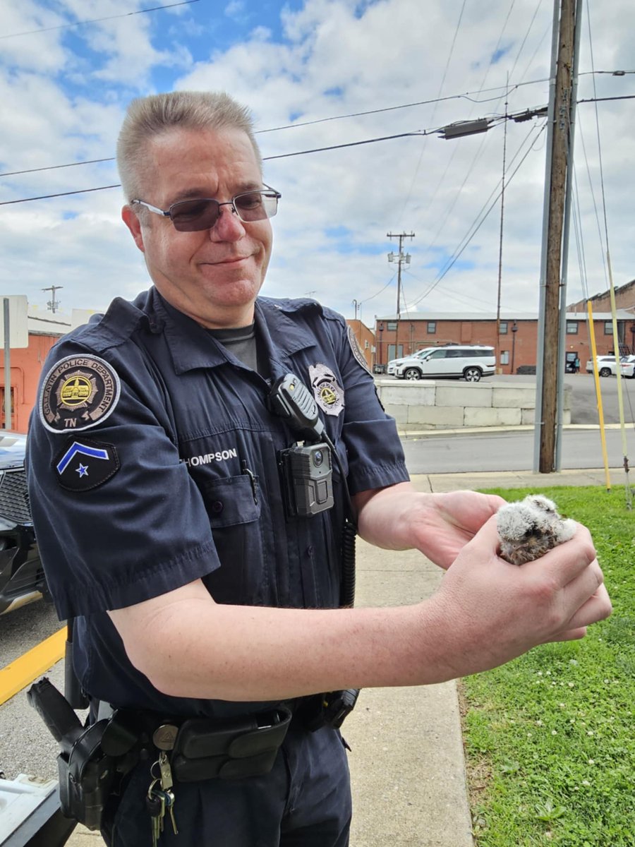 Today, our Animal Control Officers rescued four adorable baby hawks! 🐣🐣🐣🐣
While we’re often called out for cats and dogs, our team is trained to help all animals in need. These little ones were safely recovered and will soon be headed to Walden’s Puddle.