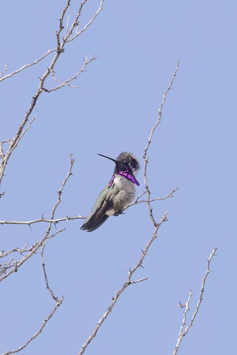 Costa's Hummingbird, Arizona #birdphotography #BirdsOfTwitter #birdwatching #BBCWildlifePOTD #nature #NaturePhotography #wildlifephotography #wildlife #TwitterNatureCommunity #twitterbirds #BirdTwitter #naturelovers #BirdsSeenIn2025 #BirdsOfX #NatureLovers #natureworld