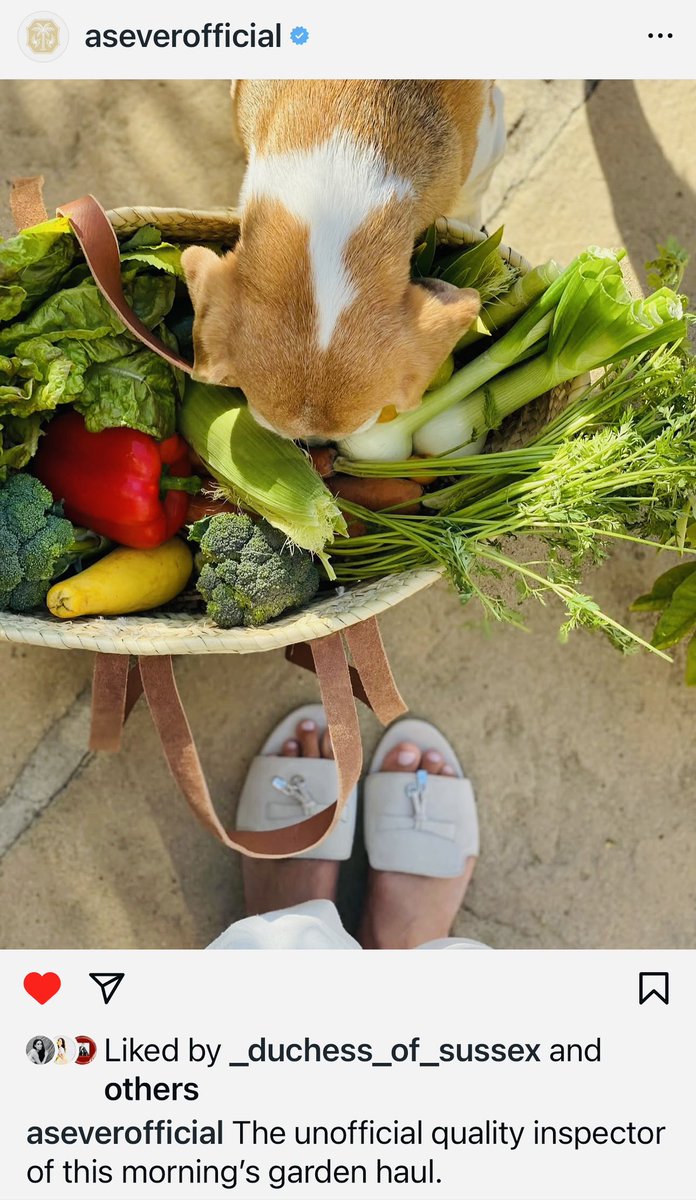 GladysDLourdes's tweet image. 🥹The Quality Inspector🐶
#AsEver 💙
#ChapterOfJoy 🙂‍↕️
#MeghanSussex 🙂‍↔️
📸 AsEverOfficial IG 🫶🏽