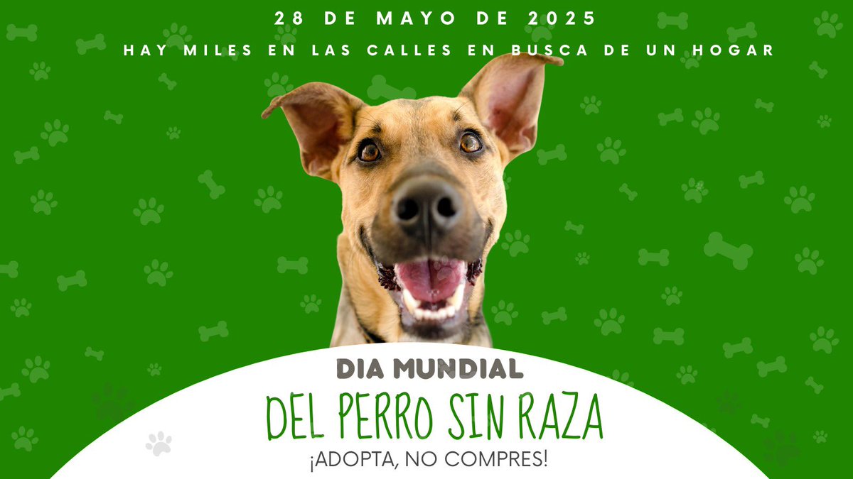 pvemtabasco's tweet photo. 🐶🌎 Hoy, en el Día Mundial del Perro Sin Raza, alzamos la voz por los más de 400 mil perros callejeros. ¡No tener raza no les quita el derecho a vivir con dignidad! Impulsaremos leyes para su protección; pedimos mas campañas de adopción y esterilización.
💚¡Adopta, no compres! https://t.co/OpCl3tE4rK