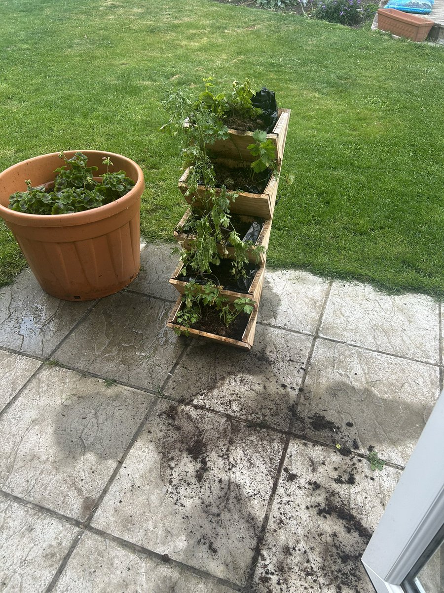 Any offers for a small and soaking wet working cocker spaniel?  Currently in disgrace after taking a flying leap at the hosepipe and upending my entire herb planter. #prat