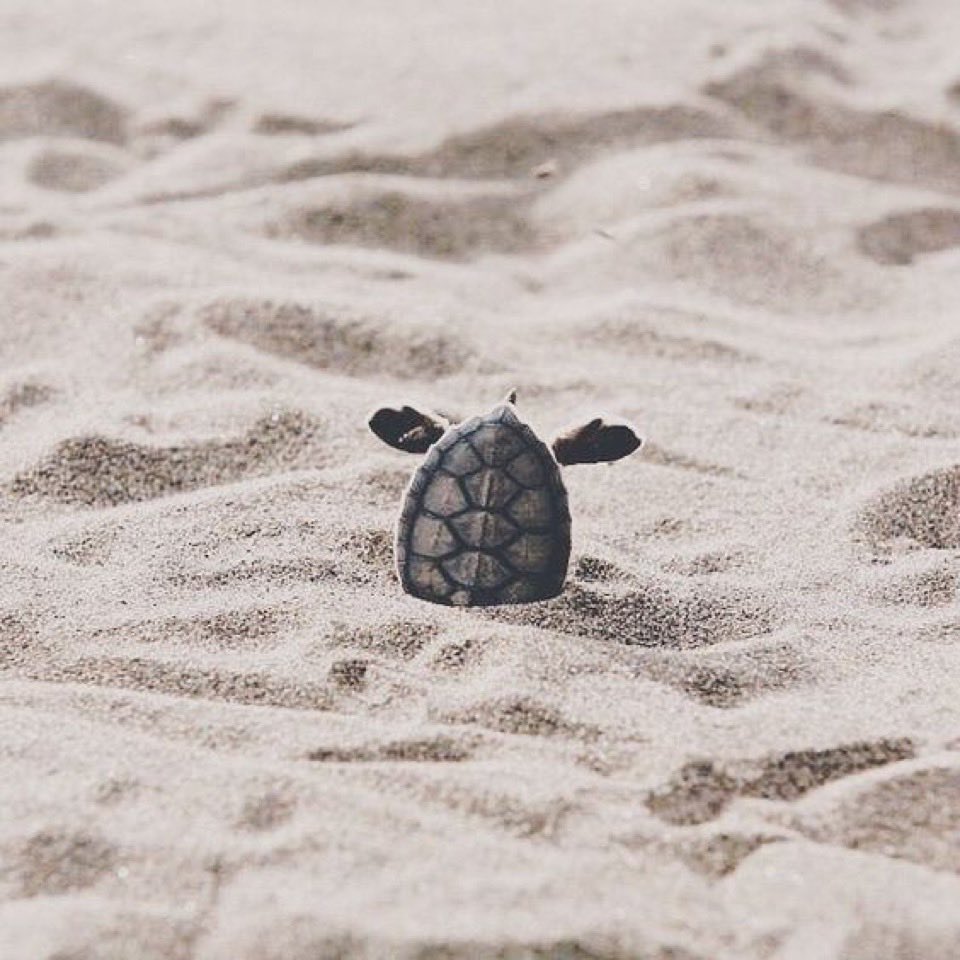 I have a great fear of driving but to move past that fear I have to face it. Be careful where you stick your head.