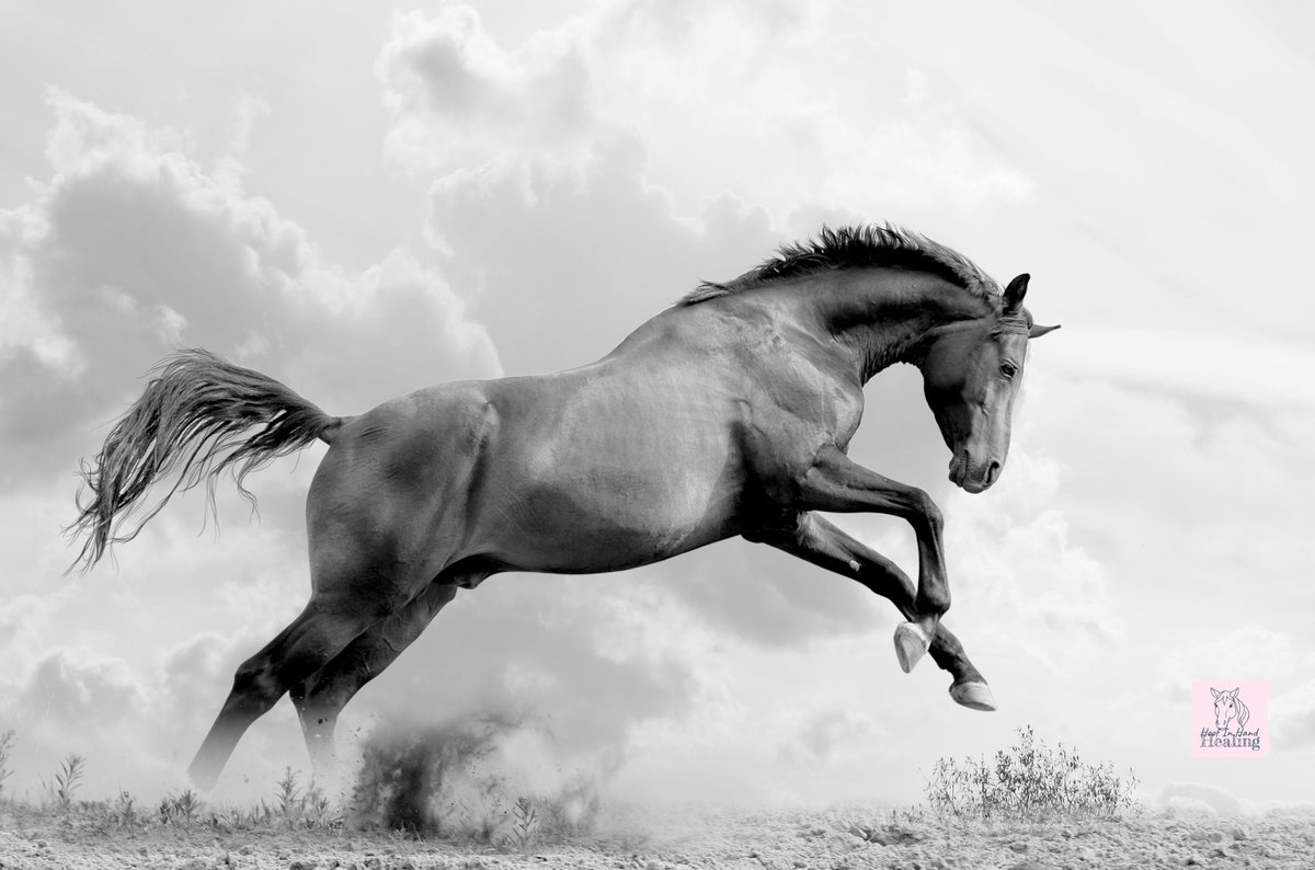 HoofInHand's tweet photo. Communicating with our horses can be frustrating - it helps to step back and readdress how we question or what it is we want from them as they can become frustrated too when they are confused or conflicted by what we are asking.

💞🐴Horses think like horses not humans  🐴💞 https://t.co/7W4hNl35oO