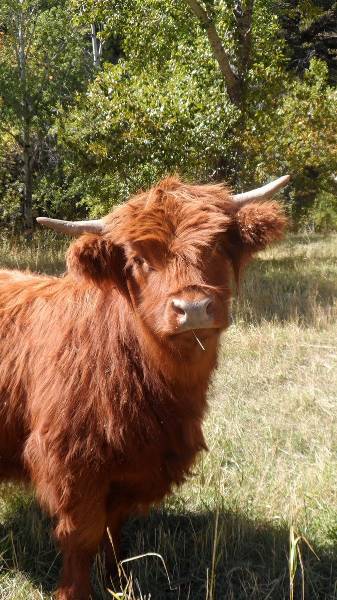 angel(Ø,G) (@cody_tedd) on Twitter photo GSVM 🤝 ASC 🤝 BITZ
This ain’t just a cow - it’s the mascot of the scalability revolution. 🐮
<a href="/EclipseFND/">Eclipse (🐮,🌑)</a> Everything
cc <a href="/Alucard_eth/">Alucard</a> & <a href="/goatnataaaaa/">Hinata SATORU 🌑</a> GSVM 🤝 ASC 🤝 BITZ
This ain’t just a cow - it’s the mascot of the scalability revolution. 🐮
<a href="/EclipseFND/">Eclipse (🐮,🌑)</a> Everything
cc <a href="/Alucard_eth/">Alucard</a> & <a href="/goatnataaaaa/">Hinata SATORU 🌑</a>