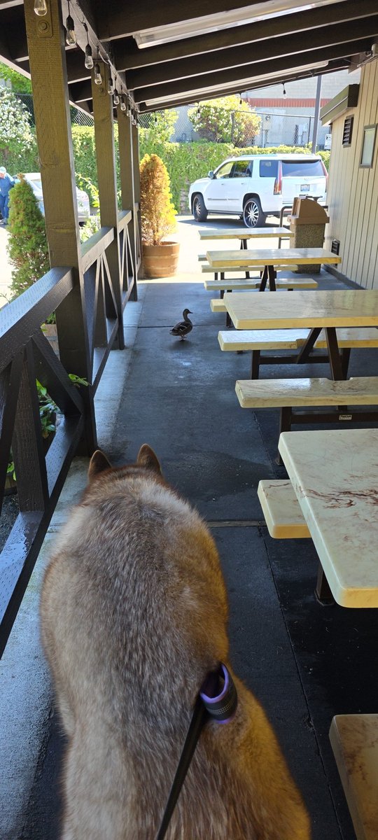 Jerry1367's tweet image. Much like duck fans comes around talks big but once the Dawg shows up it runs away