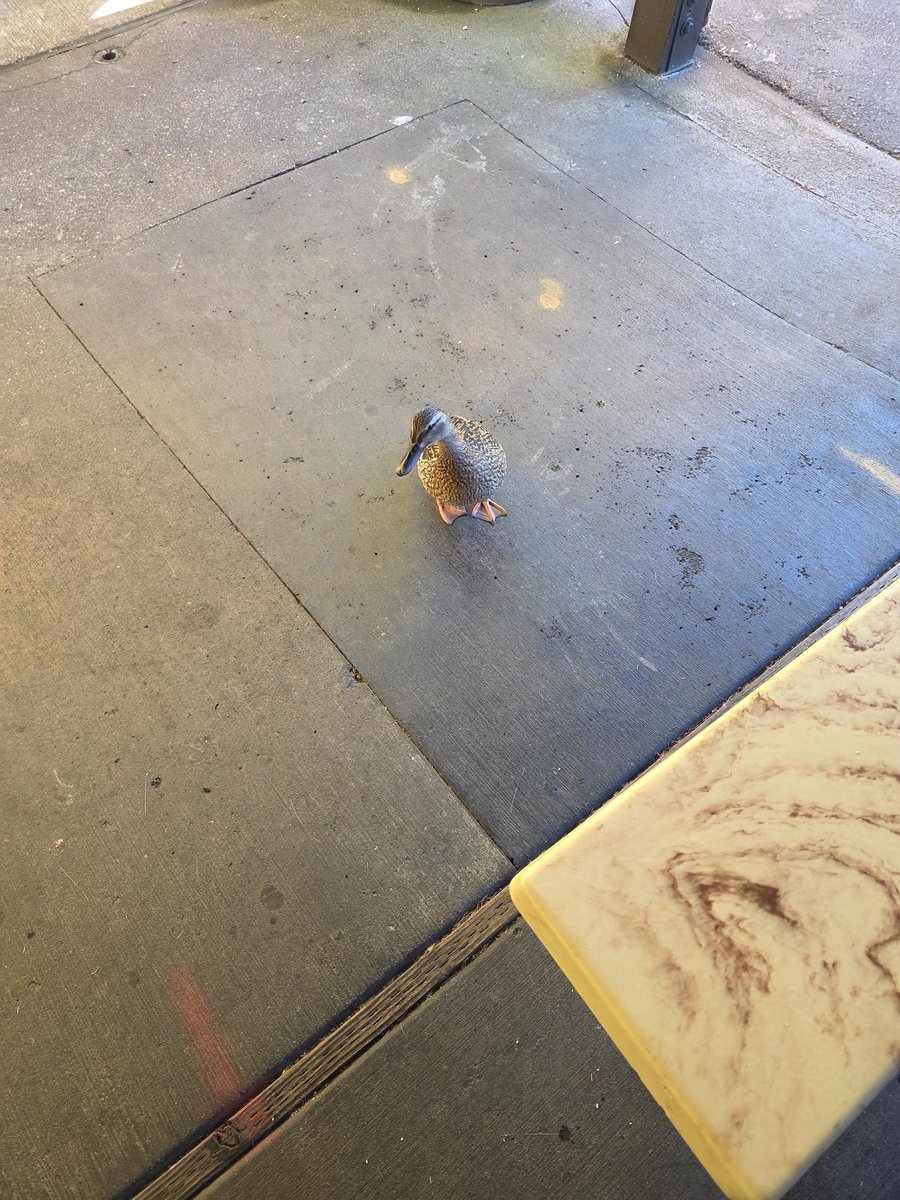 Jerry1367's tweet image. Much like duck fans comes around talks big but once the Dawg shows up it runs away