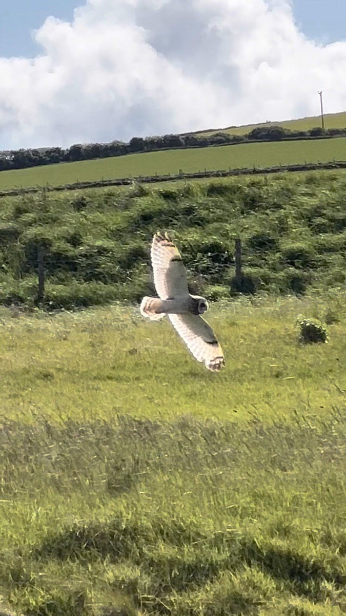 OrkneyUncovered's tweet image. A short-eared owl, a common sight in Orkney, gracefully glides over a sun-drenched, grassy field near Kirkwall, the city in our archipelago of 70 islands.

#Orkney
