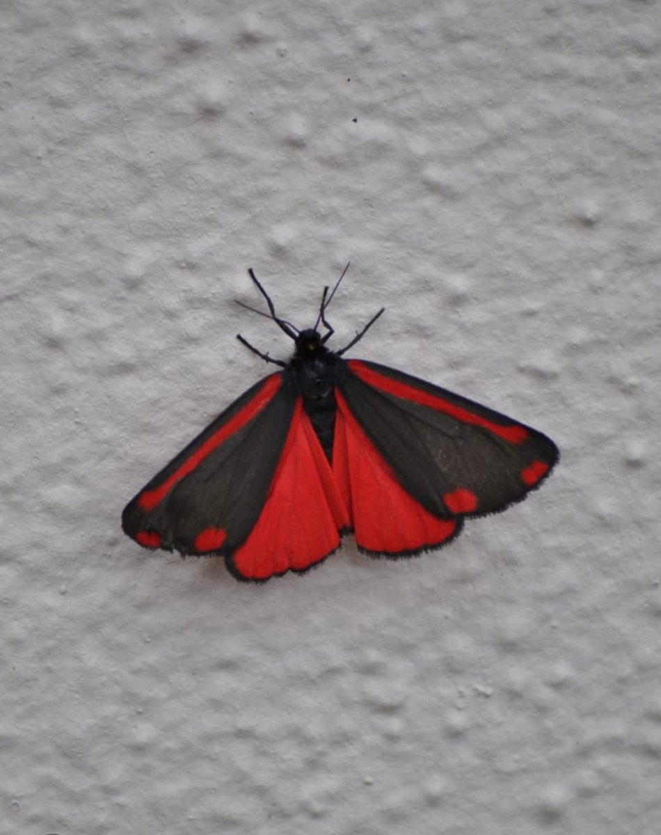 DonoghSweeney's tweet image. Spotted a Cinnabar moth taking a little break on our front wall today 😍 A common moth found throughout Ireland, but a not so common visitor to our garden. #moths