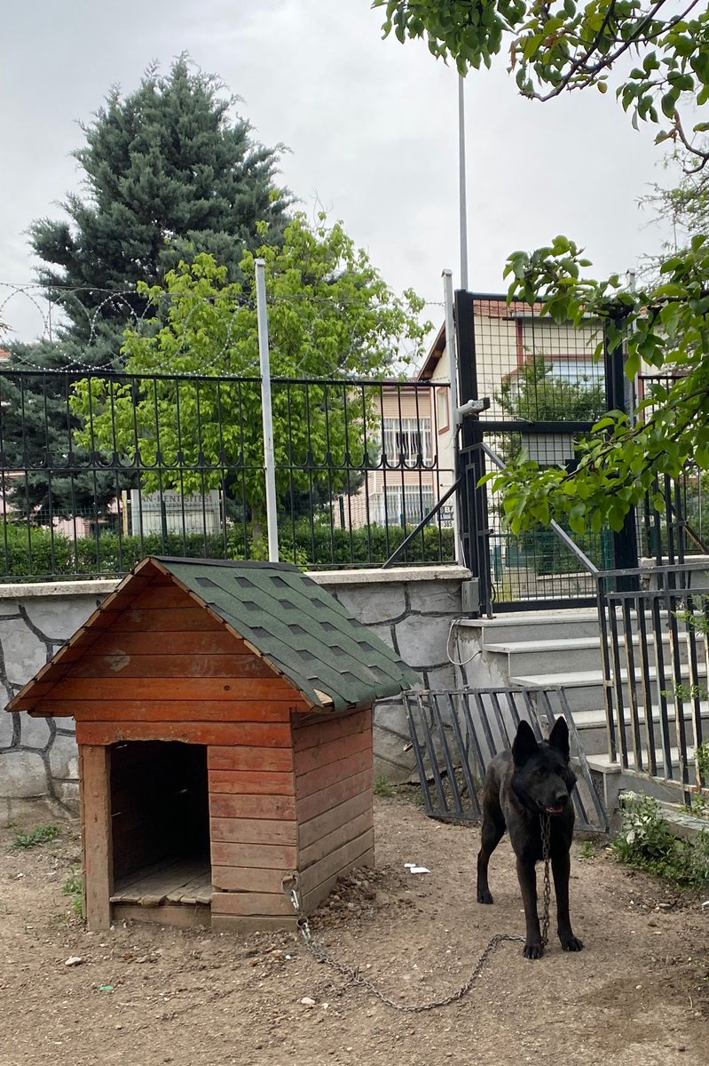 Bölgeye atılan üç köpekten biri idi ikisi ayrıldı bölgeden bu kaldı bunu da yuvalandırmıştım. Binaya taşınacaklarmış o yüzden vermek istiyorlar. Bölgeye de alamam pansiyona da acilen Ankara içi yuva arıyorum.  Nasıl bağ kuramadınız anlamıyorum. 

İletişim: 0541 436 60 36