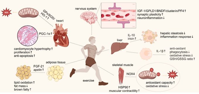 Exercise and exerkines: Mechanisms and roles in anti-aging and disease prevention
pubmed.ncbi.nlm.nih.gov/39818278/