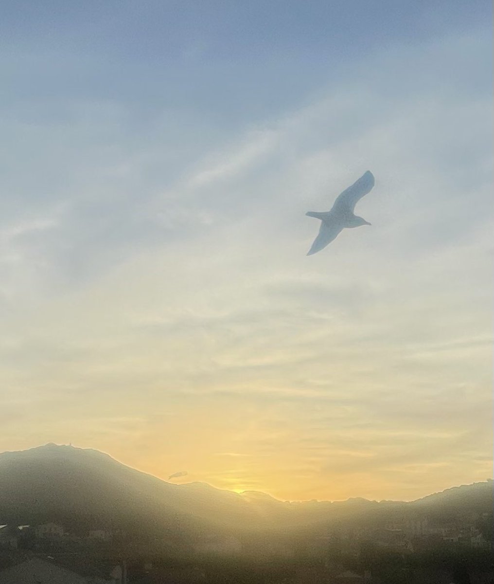 All you’re doing is trying to take a picture of the sunset and a blooming seagull just has to get in the way….