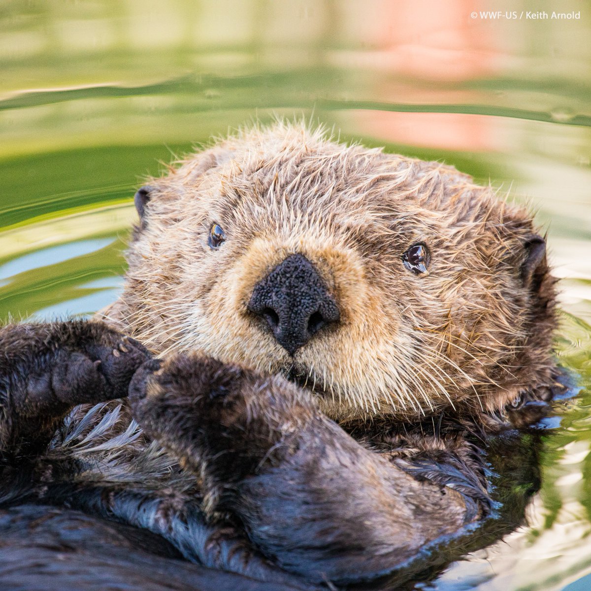 Happy World Otter Day! One look at the fluffy faces of sea otters and it’s easy to understand why for so many it’s love at first sight. But these nature heroes are also critical players in marine ecosystems, ensuring the health and carbon storage abilities of kelp forests and
