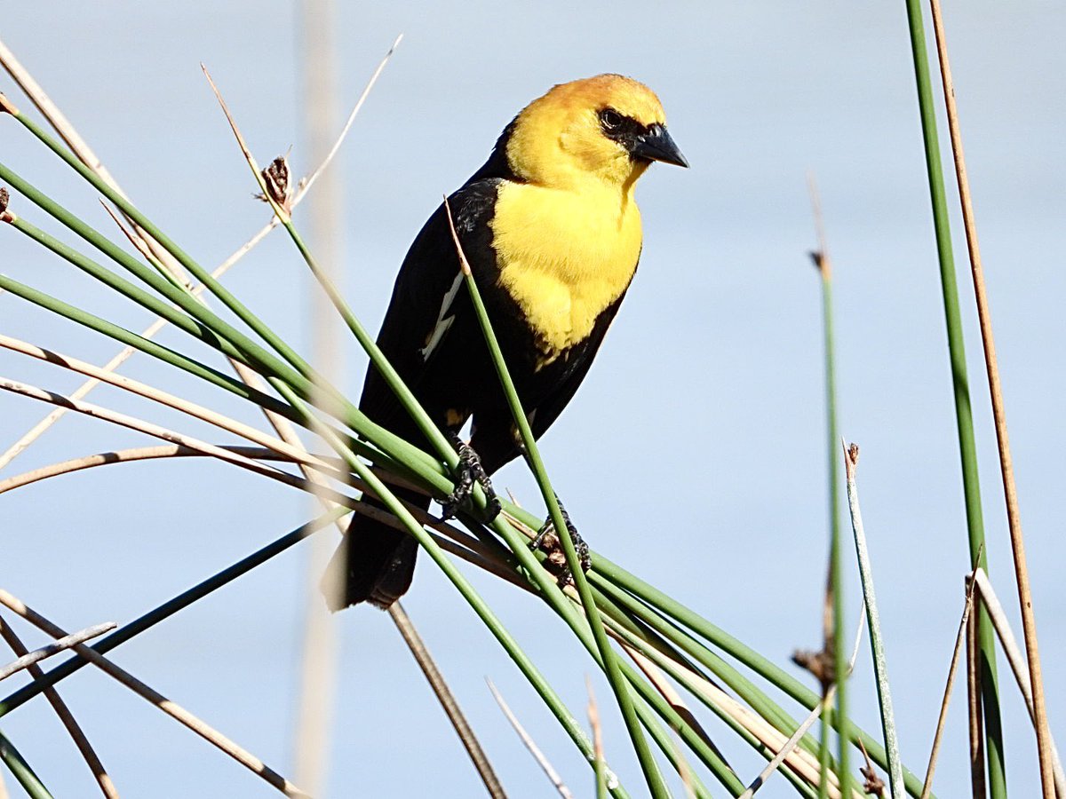 Lots of Yellow-headed Blackbird this morning at Kamloops.
