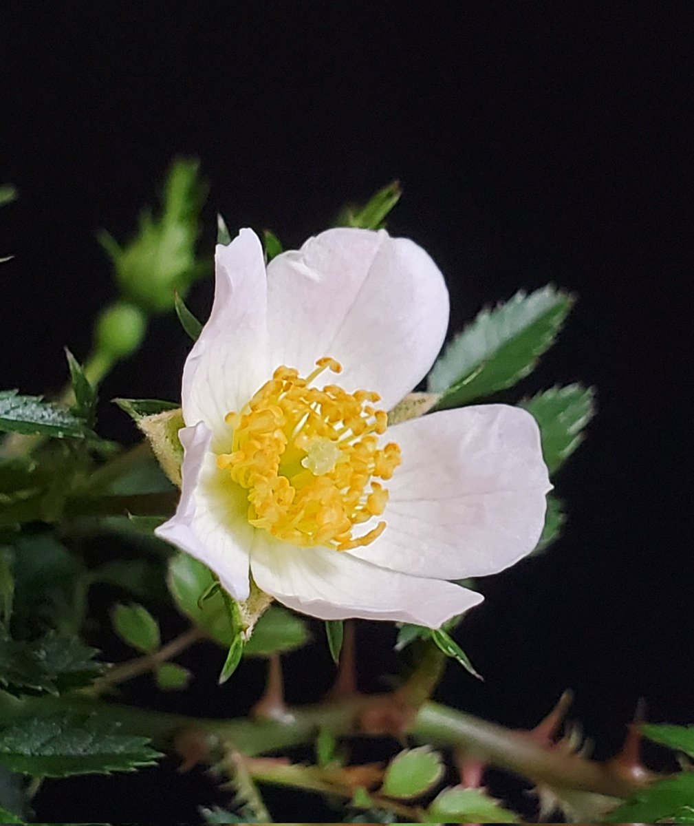 野ばら - Search / X