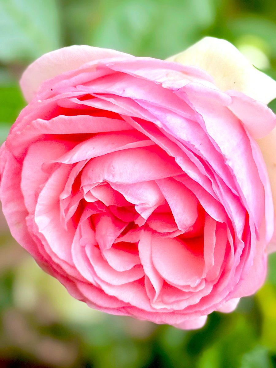 「特定の人間関係」に依存しない

どんなに素晴らしい人間関係でも
どんなに居心地が良い環境でも
「それら」はいつか失うモノ
永遠には続かないし容易に失いうる

だからこそどんな関係性でも
一本のピアノ線くらいの細さでも良いから
「緊張感は残して」おいた方がいい
一本だけで良いから