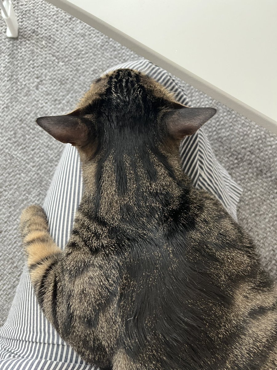 고앵이가 나를 살린다